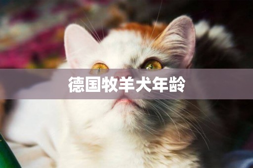 德國牧羊犬年齡
