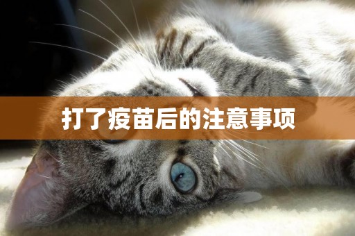 打了疫苗后的注意事項
