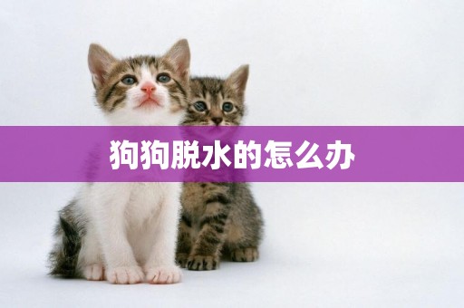 狗狗脫水的怎么辦