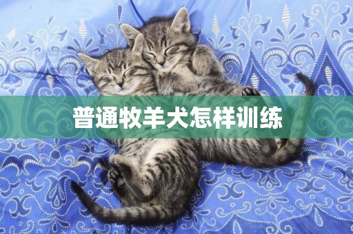 普通牧羊犬怎樣訓練