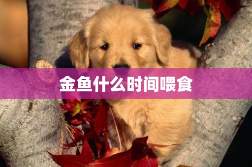 金魚什么時間喂食