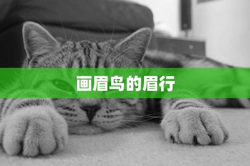 畫眉鳥的眉行