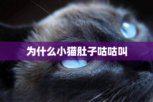 為什么小貓肚子咕咕叫