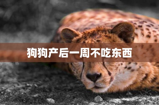 狗狗產后一周不吃東西