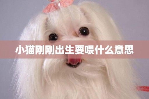 小貓剛剛出生要喂什么意思