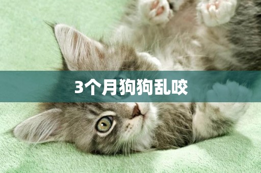 3個月狗狗亂咬