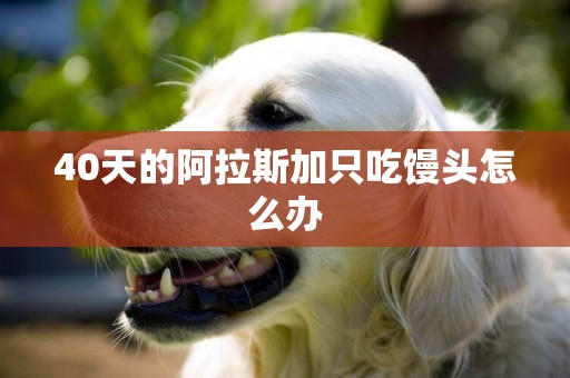 40天的阿拉斯加只吃饅頭怎么辦