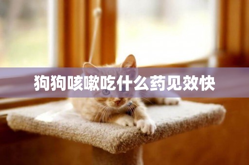 狗狗咳嗽吃什么藥見效快