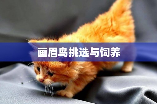 畫眉鳥挑選與飼養
