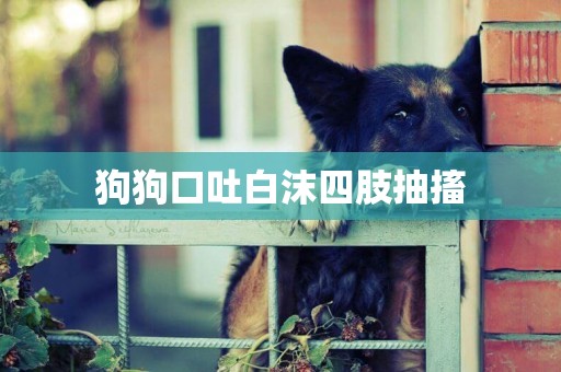 狗狗口吐白沫四肢抽搐