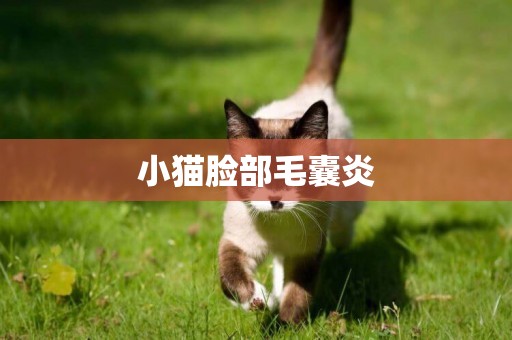 小貓臉部毛囊炎