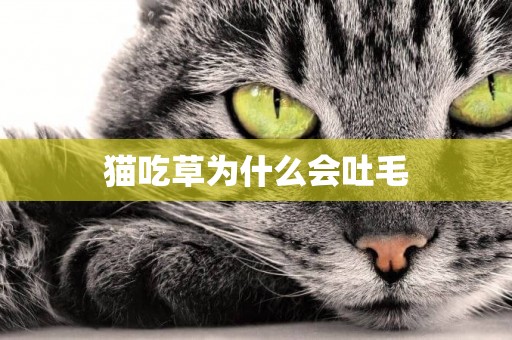 貓吃草為什么會吐毛