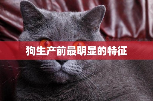 狗生產前最明顯的特征
