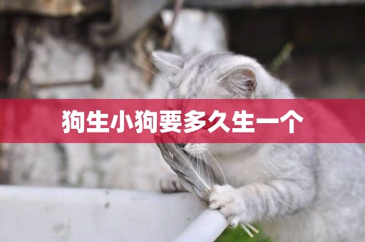狗生小狗要多久生一個