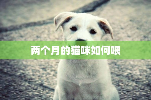 兩個月的貓咪如何喂