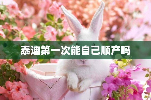 泰迪第一次能自己順產嗎