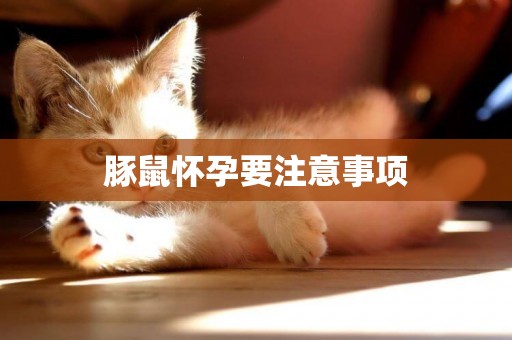 豚鼠懷孕要注意事項