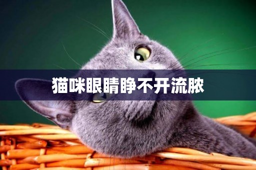 貓咪眼睛睜不開流膿