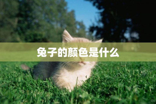 兔子的顏色是什么