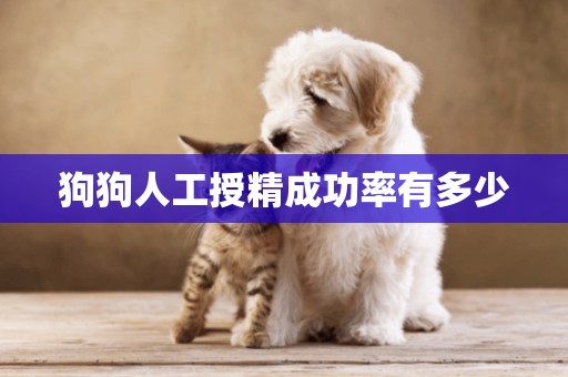 狗狗人工授精成功率有多少