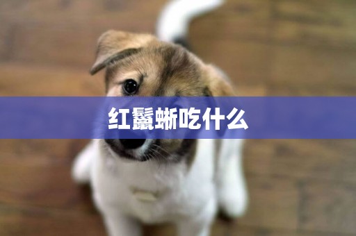 紅鬣蜥吃什么