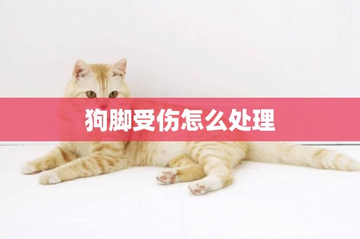 狗腳受傷怎么處理