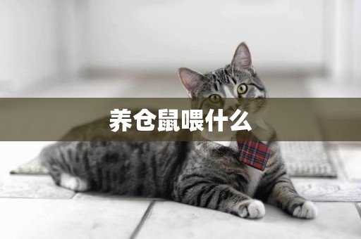 養倉鼠喂什么
