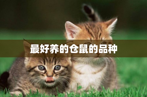 最好養的倉鼠的品種