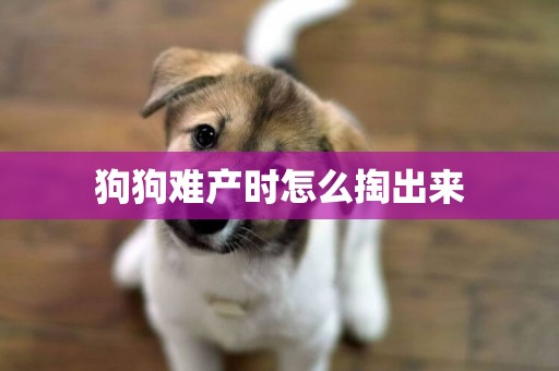 狗狗難產時怎么掏出來