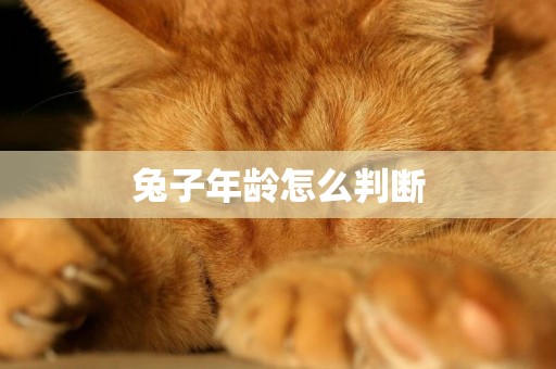 兔子年齡怎么判斷