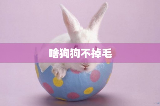 啥狗狗不掉毛