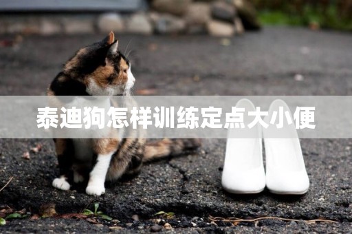 泰迪狗怎樣訓練定點大小便