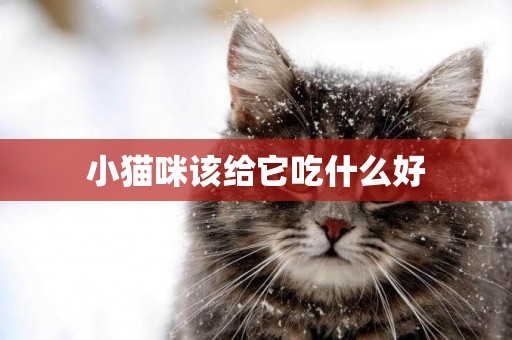 小貓咪該給它吃什么好