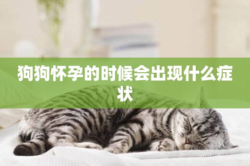 狗狗懷孕的時候會出現什么癥狀