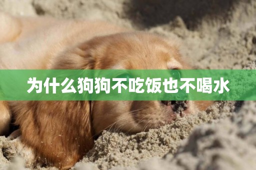 為什么狗狗不吃飯也不喝水