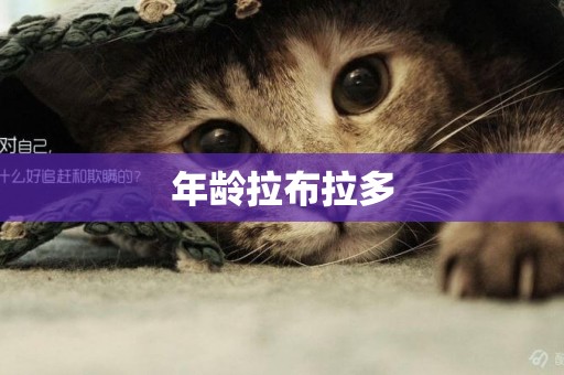 年齡拉布拉多