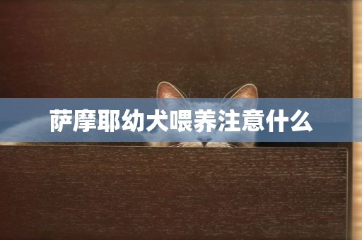 薩摩耶幼犬喂養注意什么