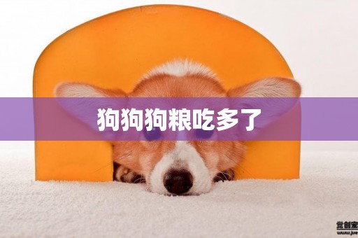 狗狗狗糧吃多了