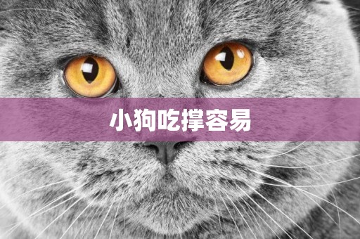 小狗吃撐容易