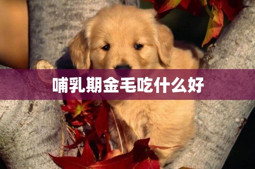 哺乳期金毛吃什么好