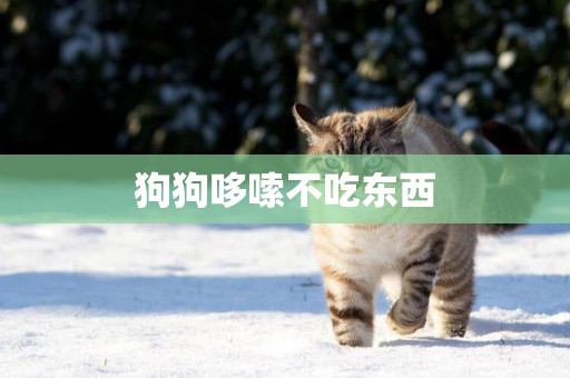 狗狗哆嗦不吃東西