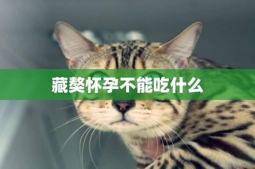藏獒懷孕不能吃什么