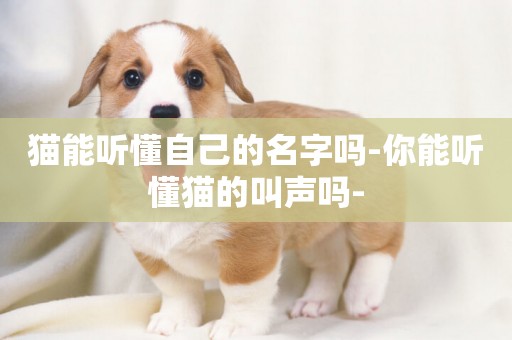 貓能聽懂自己的名字嗎-你能聽懂貓的叫聲嗎-