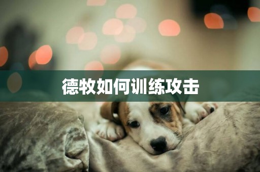 德牧如何訓練攻擊