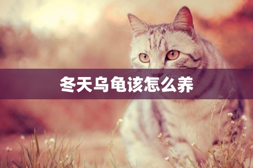 冬天烏龜該怎么養