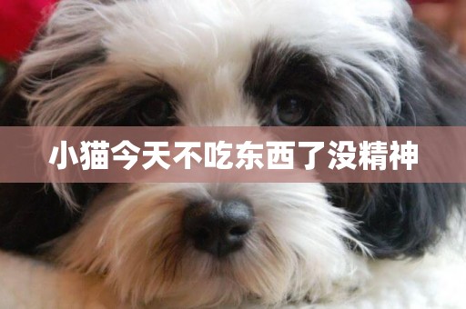 小貓今天不吃東西了沒精神