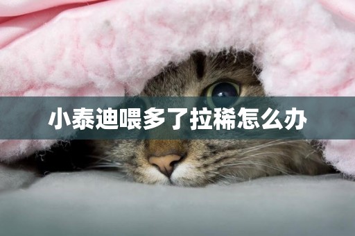小泰迪喂多了拉稀怎么辦