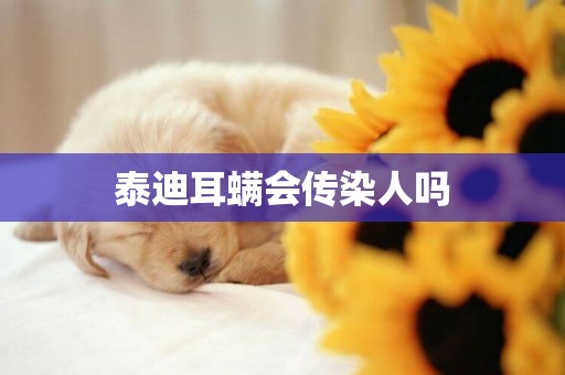 泰迪耳螨會傳染人嗎