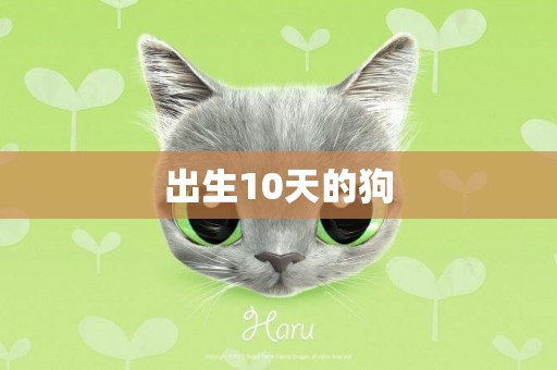 出生10天的狗