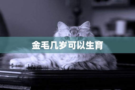金毛幾歲可以生育